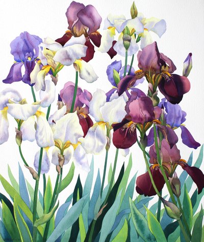 White and Purple Irises by Christopher Ryland